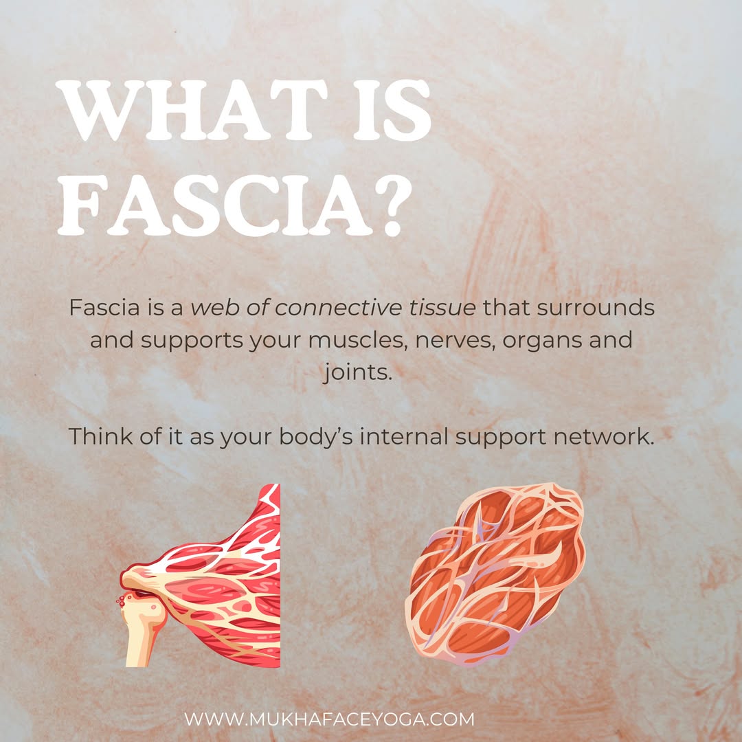What is fascia