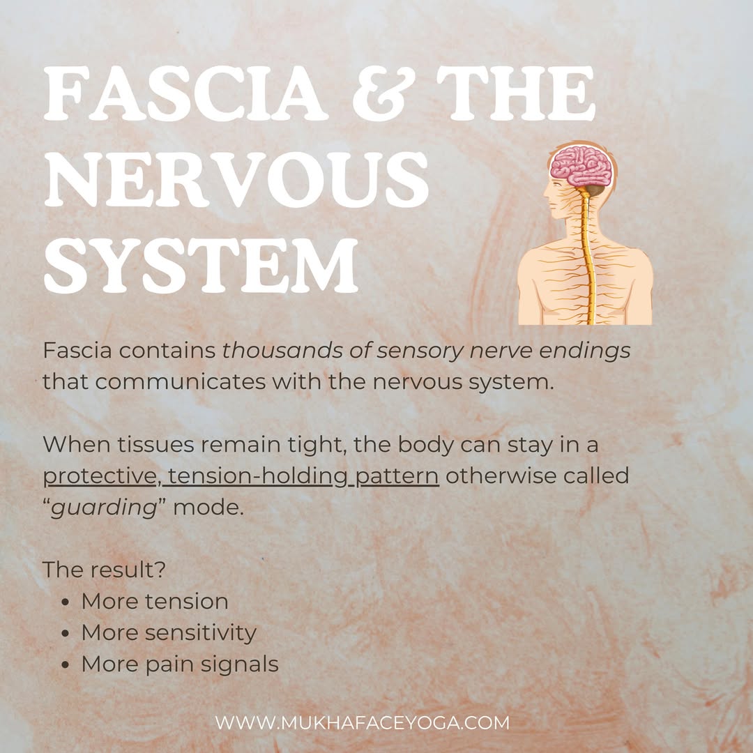 Fascia and the nervous system